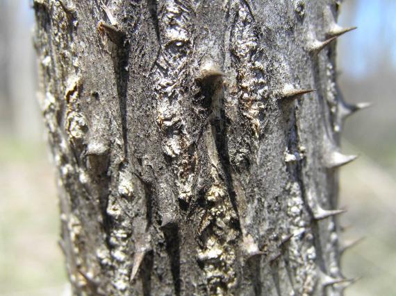 Tree bark