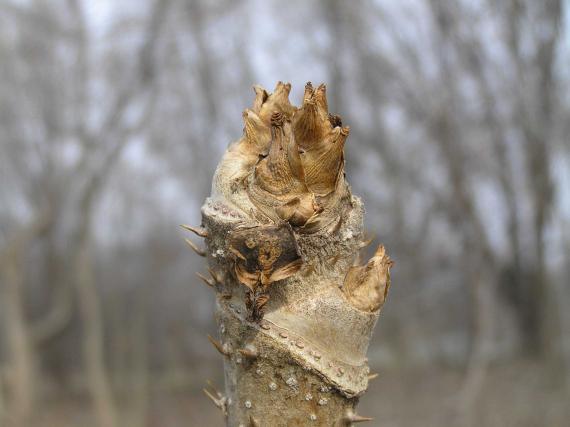 Tree bud