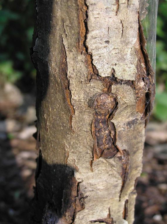 Tree bark