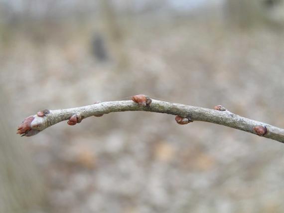 Tree bud