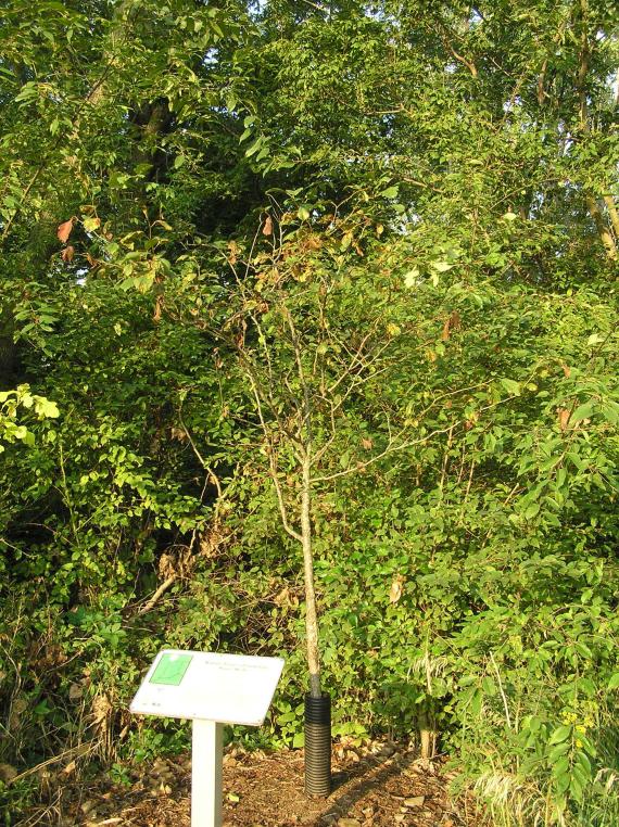 Tree habit