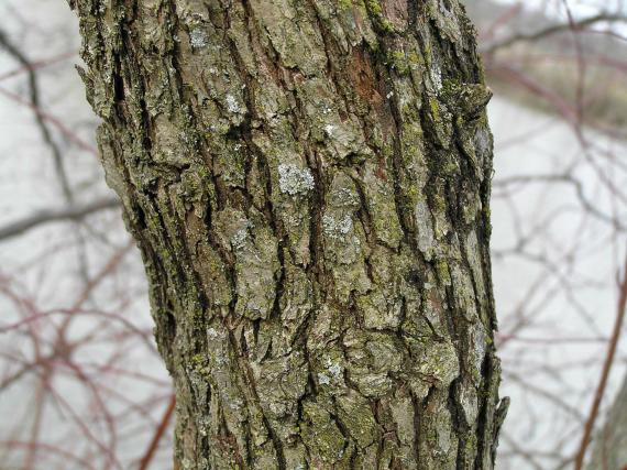 Tree bark