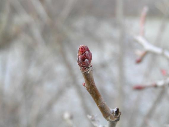 Tree bud