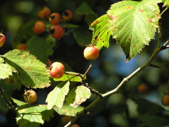 Tree fruit