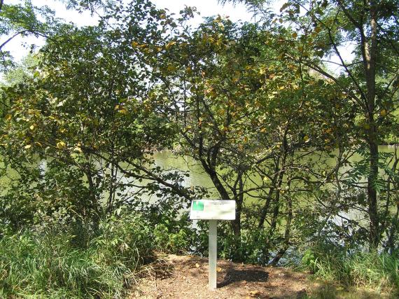 Tree habit