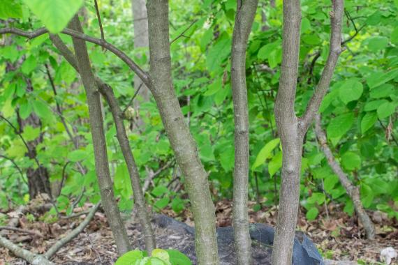 Tree bark