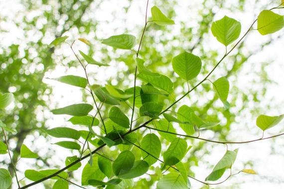 Tree branch