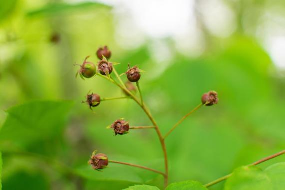 Tree bud