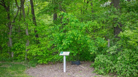 Tree habit
