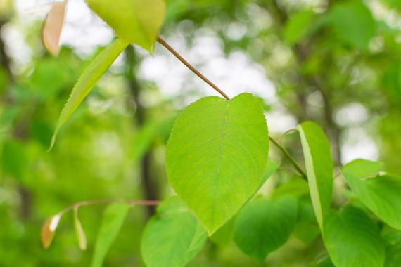Tree leaves