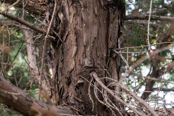 Tree bark