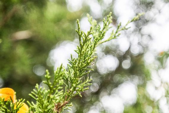 Tree leaves