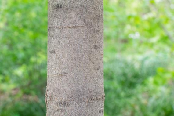 Tree bark