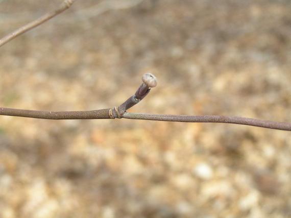 Tree bud