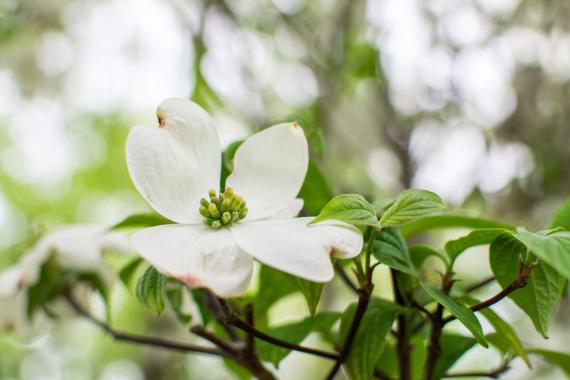 Tree flower