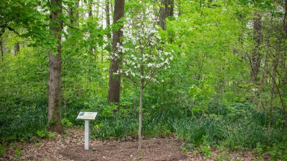 Tree habit