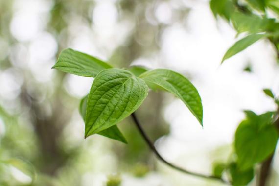 Tree leaves