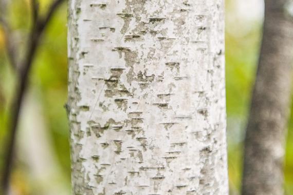 Tree bark