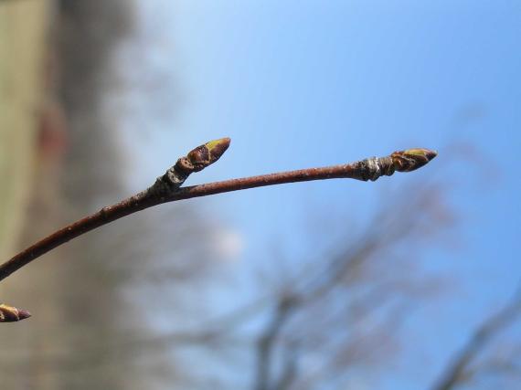 Tree bud