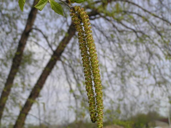 Tree flower