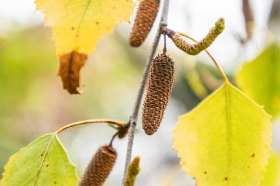 Tree fruit
