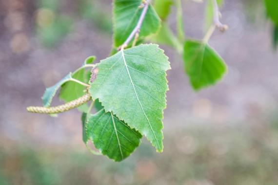 Tree leaves