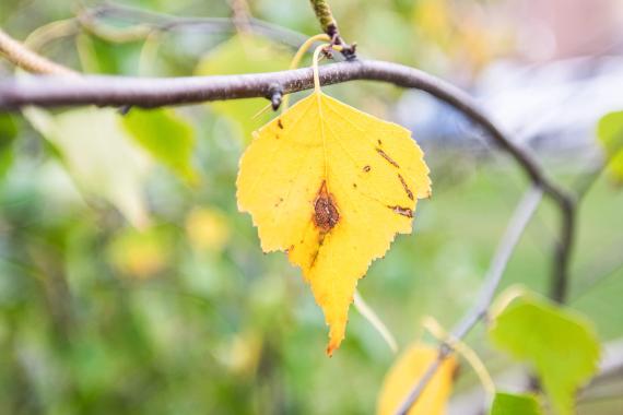 Tree leaves