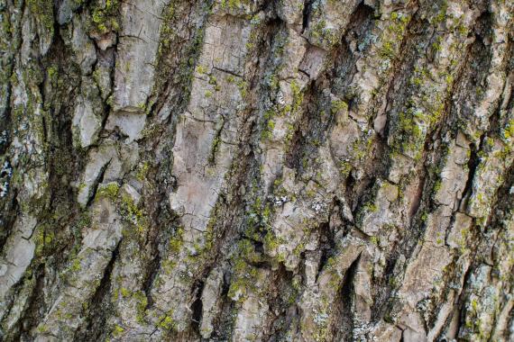 Tree bark