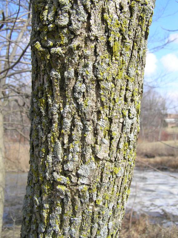 Tree bark