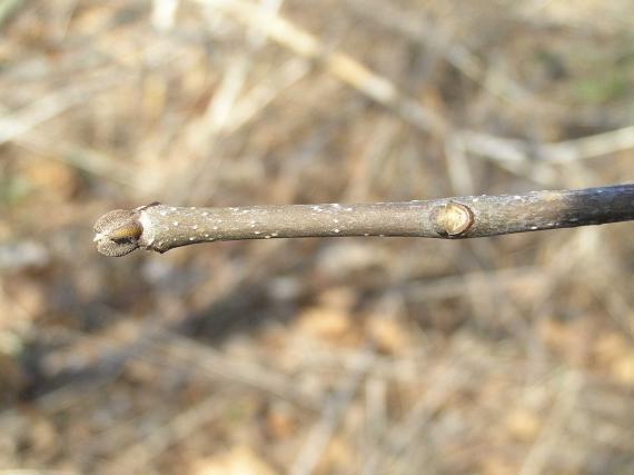 Tree bud
