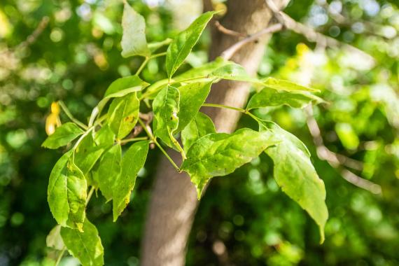 Tree leaves