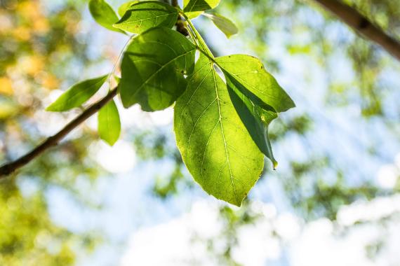 Tree leaves