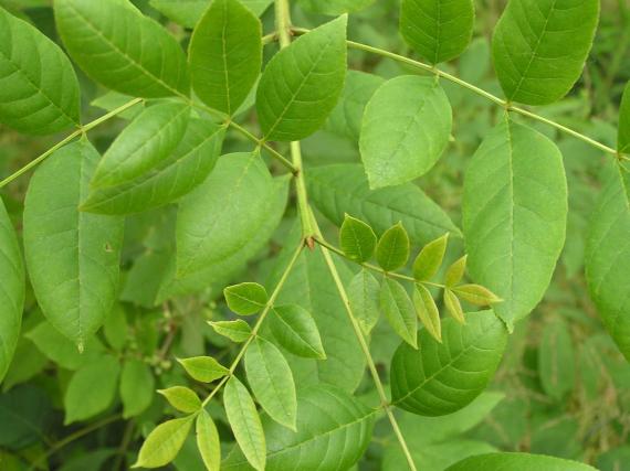 Tree leaves