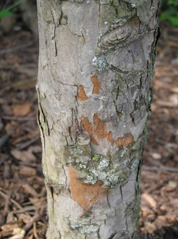 Tree bark