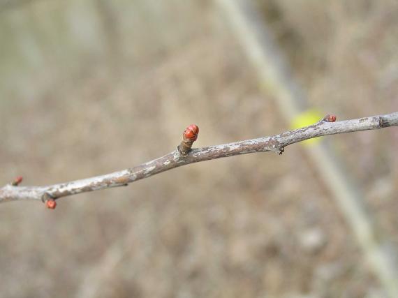 Tree bud
