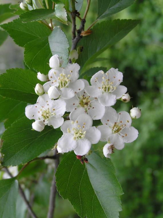 Tree flower