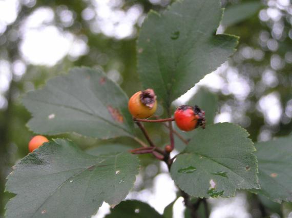 Tree fruit