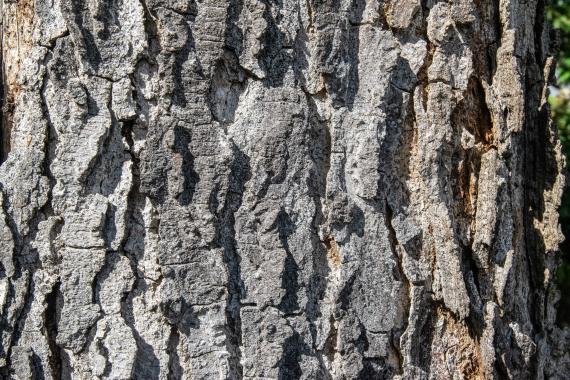 Tree bark