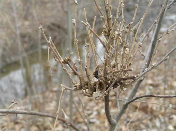 Tree branch