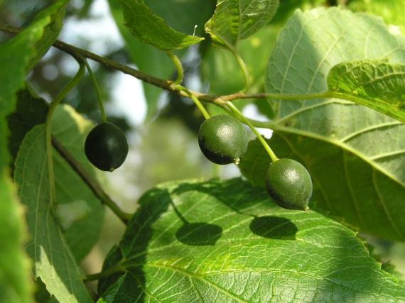 Tree fruit