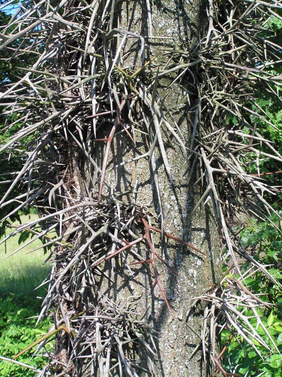 Tree bark