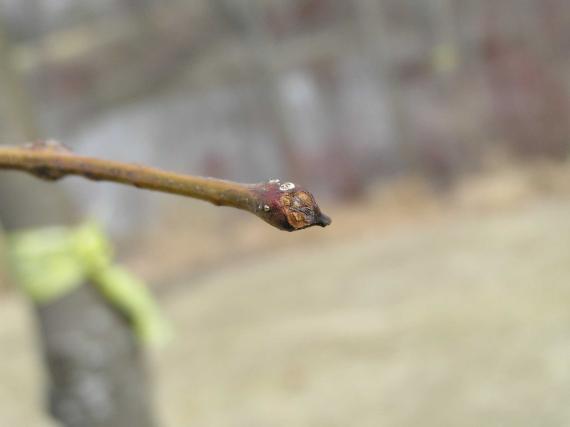 Tree bud