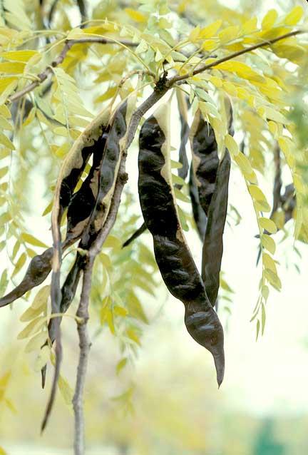 Tree fruit
