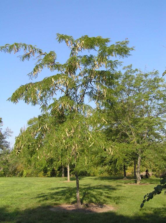 Tree habit