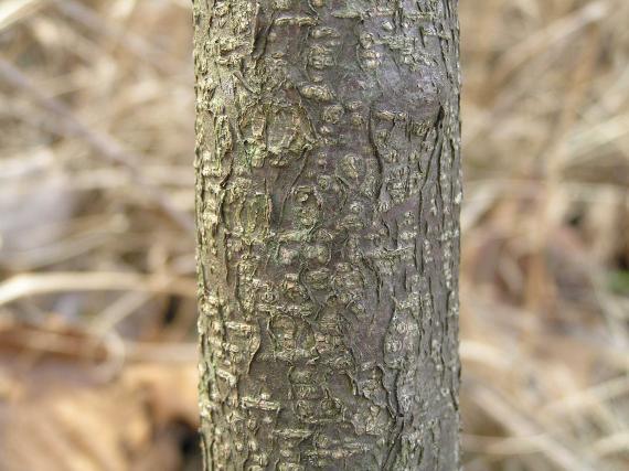 Tree bark