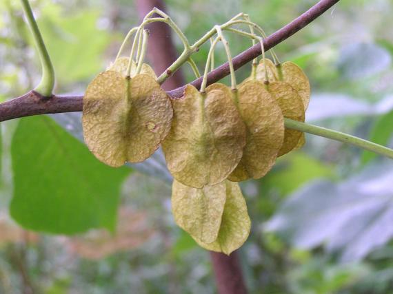 Tree fruit