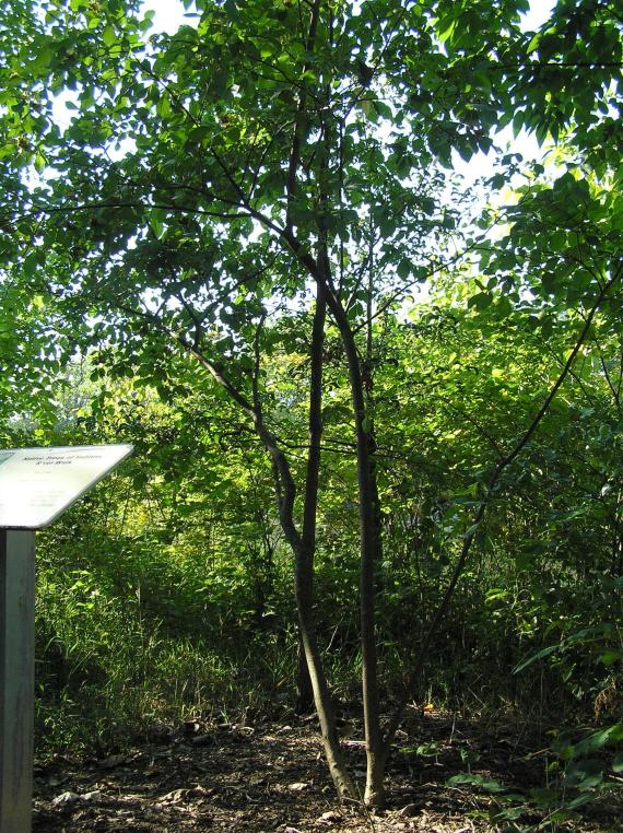 Tree habit