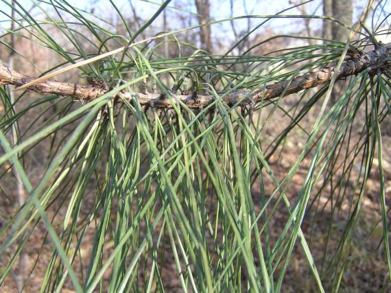 Tree branch
