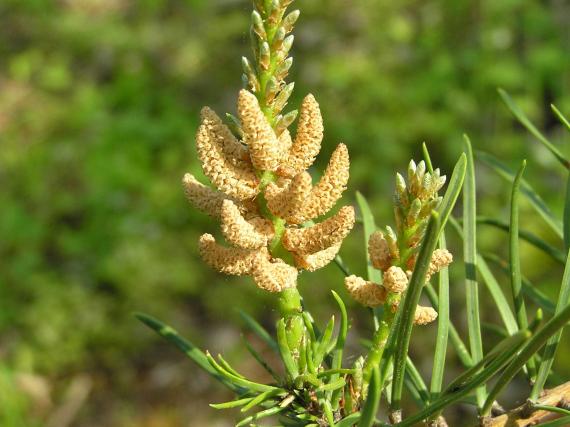Tree flower