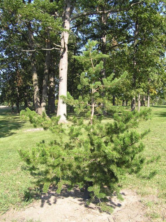 Tree habit